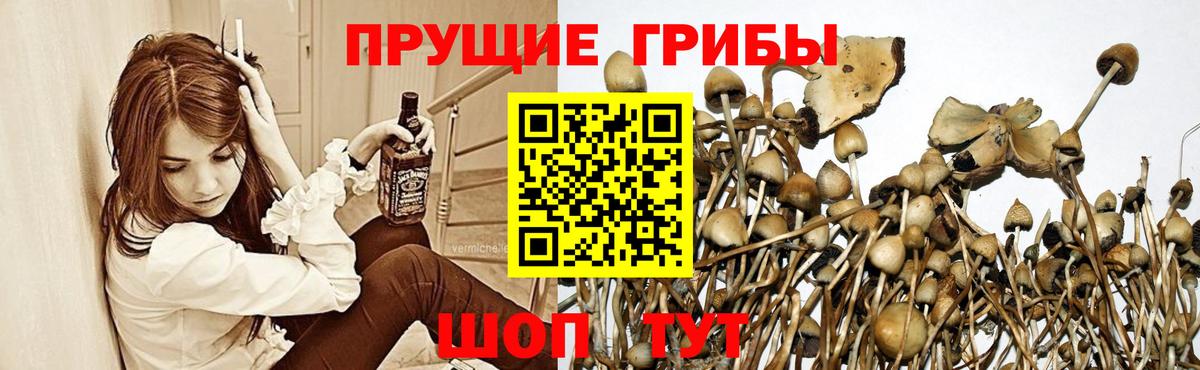 Галлюциногенные грибы Psilocybine cubensis Тула